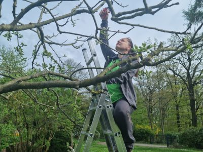 Догляд за садом, газонами, квітниками в будинку, офісі