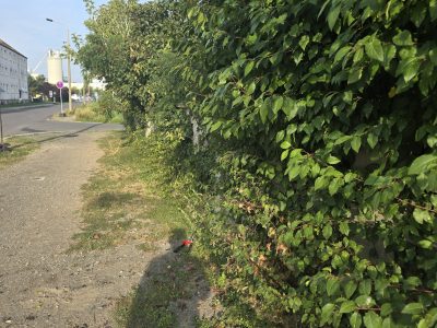 🌿 Angebot für Reinigungs- und Gartenarbeiten